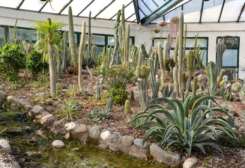 Cactus Garden, Panchkula, Haryana, India